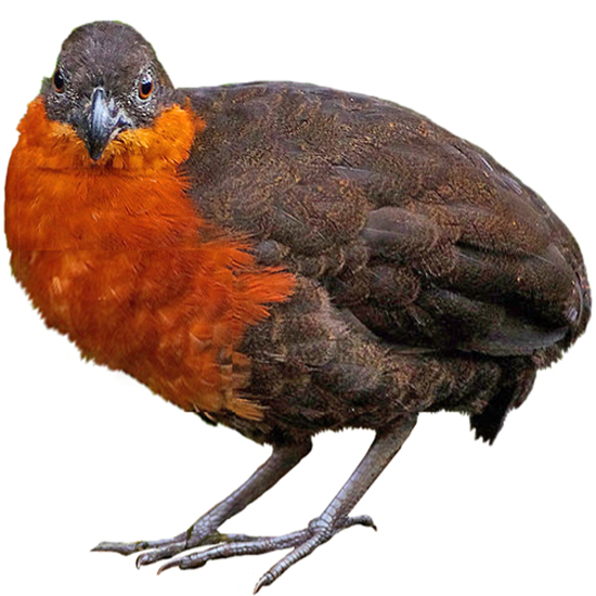 Dark-backed Wood Quail